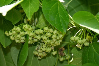 H&H : Pickled Gway Taut Ywet Nu - ဂွေးတောက်ရွက်နုချဥ်